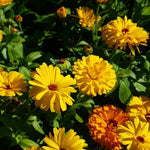 Ladda upp bild till gallerivisning, Allroundtvål ringblom